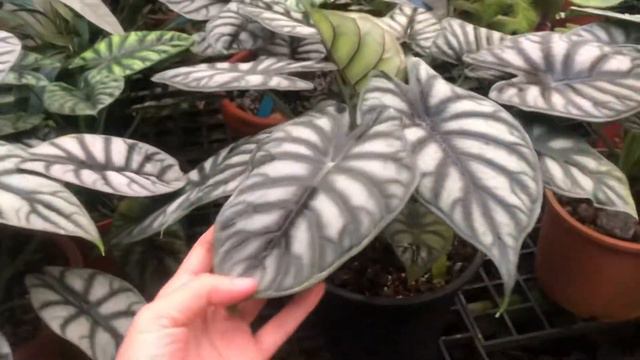 Alocasia EP:1 my collection смотреть онлайн