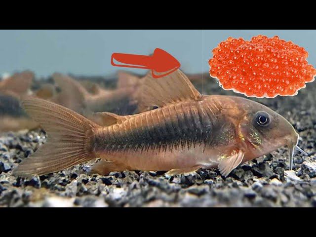 ЗОЛОТИСТЫЙ КОРИДОРАС ОТНЕРЕСТИЛСЯ.ПОКАЗЫВАЮ НОВЫЙ ВЫВОДОК смотреть онлайн