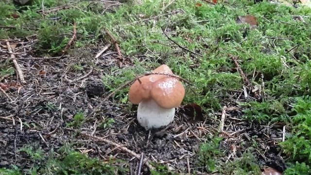 ЛЕС ПРОСНУЛСЯ 2021. МАССОВО ПОШЕЛ БЕЛЫЙ ГРИБ. знакомим с ежовиком желтым, веселкой обыкновенной смотреть онлайн