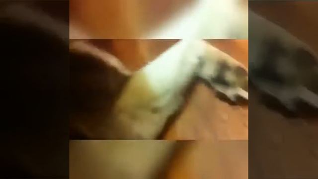 ХАСКИ БОИТСЯ ЩЕКОТКИ/ Husky is afraid of being tickled/ собака боится щекотки. смотреть онлайн