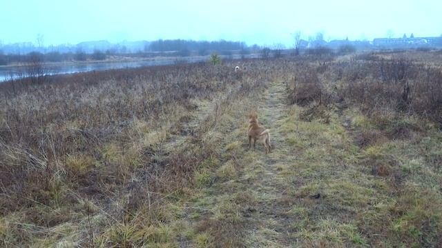 Карело -финская лайка. Воспитание. Щенок 2-4 мес. Немногое из занятий. Часть 2. смотреть онлайн