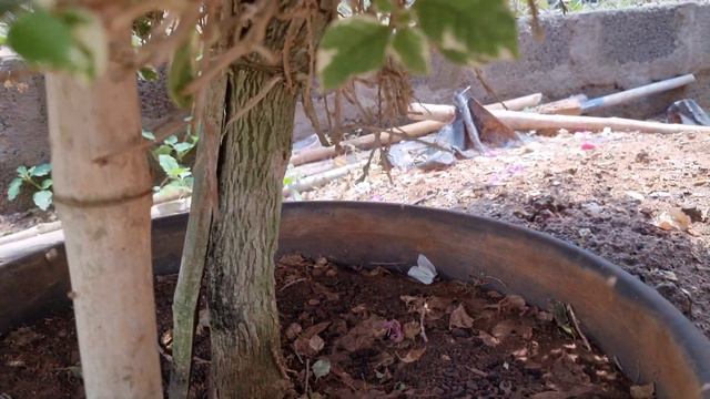 how to grow bougainvillea plant बोगनविलिया फूल क्यों नहीं आती?बोगनविलिया फूल कब लगते हैं? смотреть онлайн