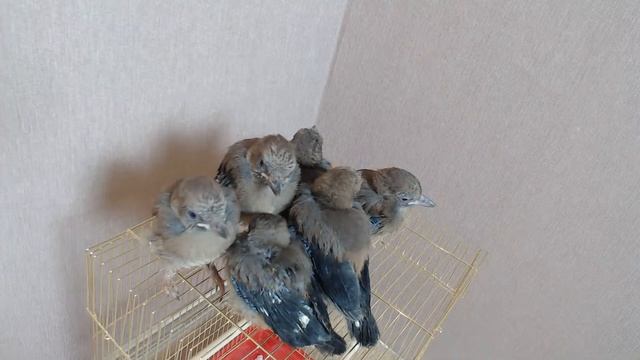 ПТЕНЦЫ СОЙКИ