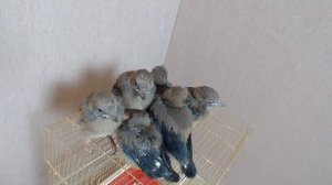 ПТЕНЦЫ СОЙКИ