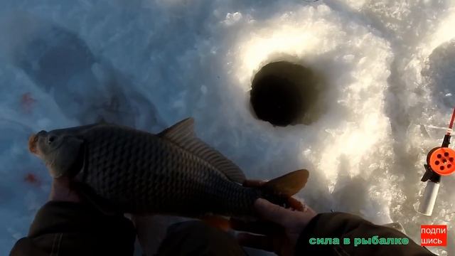 Первый сазан сезона зимней рыбалки 2021-2022. смотреть онлайн