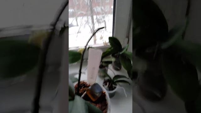 переезд орхидей из Екатеринбурга и в Воронеж зимой. часть 8 распаковка смотреть онлайн