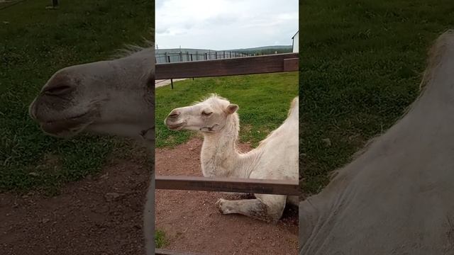 Верблюд. ферма "Великолепный Страус" Гафурийский р-н, с. Инзелга, Р. Б. 4.07.2022 смотреть онлайн