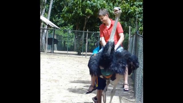Катание на страусах во Вьетнаме смотреть онлайн