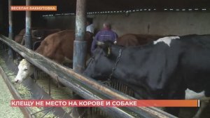 В Ростовской области началась массовая обработка рогатого скота