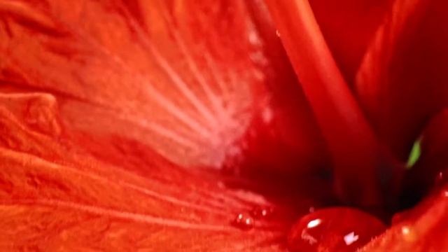 Натуральные напитки - новое направление Floris смотреть онлайн