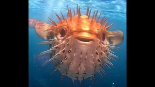 Морской ёж(рыба с колючками)