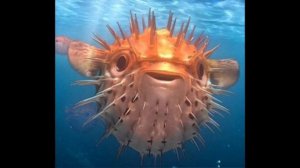 Морской ёж(рыба с колючками)