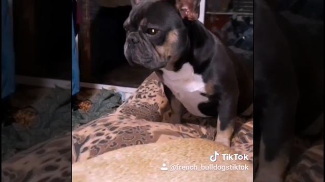 🐩ВЯЗКА🐕 💥Blue tan🔥 смотреть онлайн