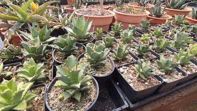 Hidden Agave 3 смотреть онлайн