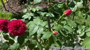 РоЗа ? ДАРСИ БАССЕЛ. РоЗа ДЭВИДА ОСТИНА.