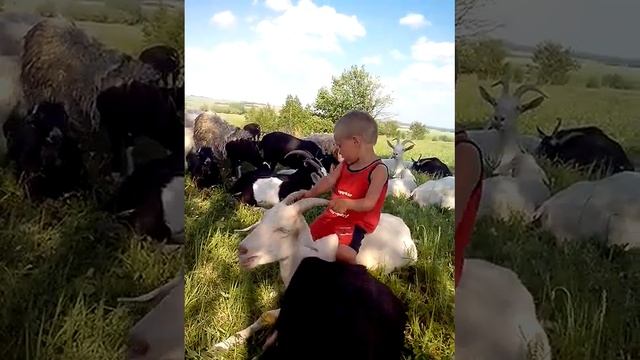 Живой мотоцикл смотреть онлайн