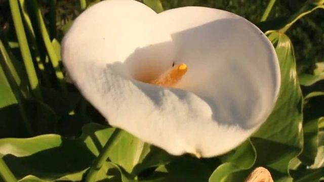 Сура 55 ар Рахман смотреть онлайн