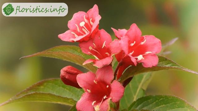 Цветок вейгела – посадка и уход: обрезка и размножение вейгелы смотреть онлайн