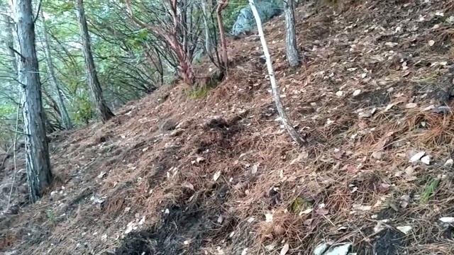 За лисичками весной Турция смотреть онлайн