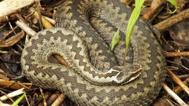 Гадюки в России - Насколько опасен Укус