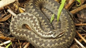 Гадюки в России - Насколько опасен Укус