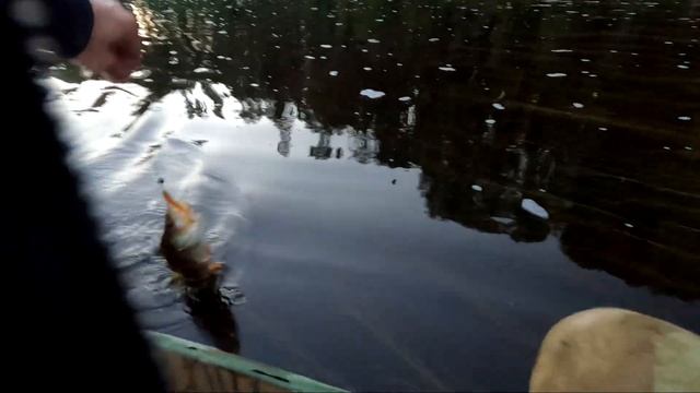 рыбалка на спининг 16-17.08.2022 верховья р Яйва смотреть онлайн