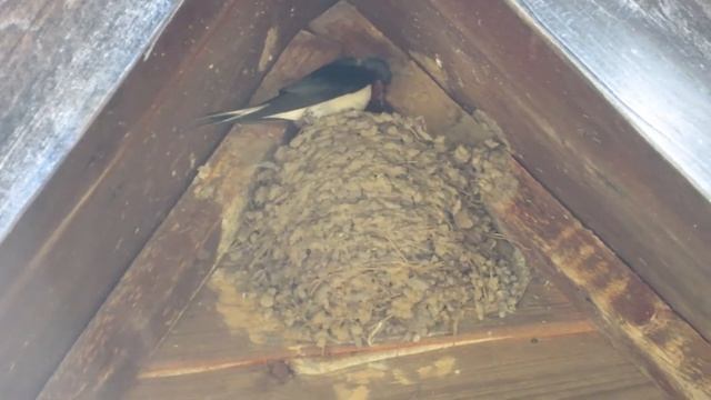 В гнезде у деревенской ласточки появились птенцы смотреть онлайн