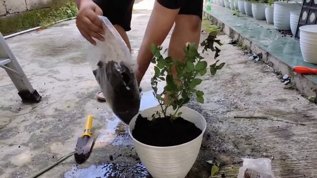 Menanam Mawar Rokoko Lovely смотреть онлайн