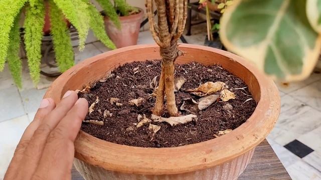 Ficus Triangularis Care, Variegated Ficus Care Tips(Hindi)