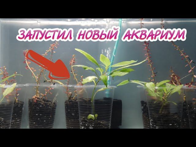 ЗАПУСТИЛ НОВЫЙ АКВАРИУМ С РАСТЕНИЯМИ В СТАКАНЧИКАХ. смотреть онлайн