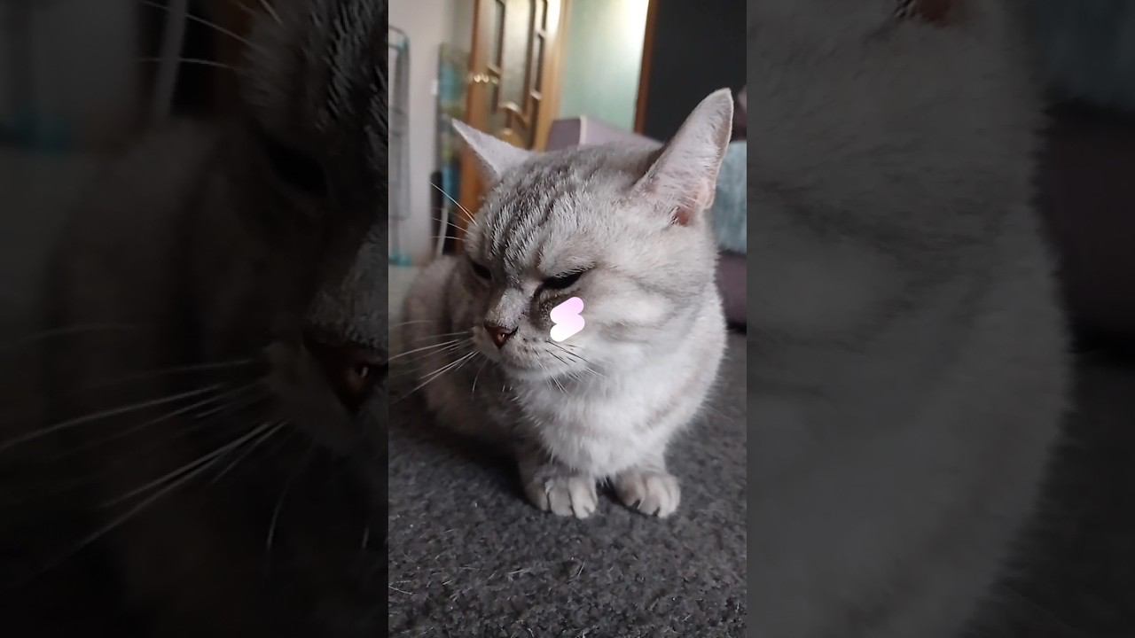 Милый котик #shorts смотреть онлайн
