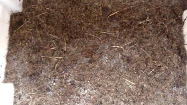 Кормление дендробены свежим навозом смотреть онлайн