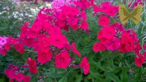 Красивый Флокс miss mary