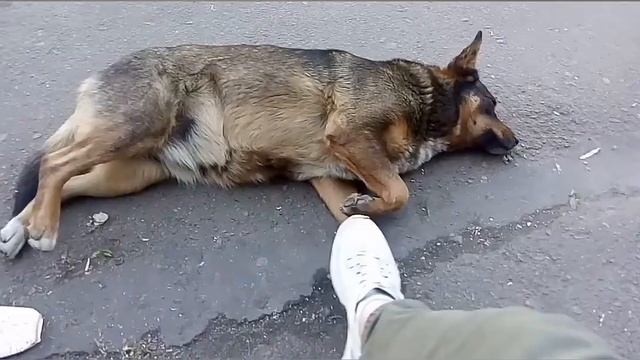 Собака укусила во сне) смотреть онлайн