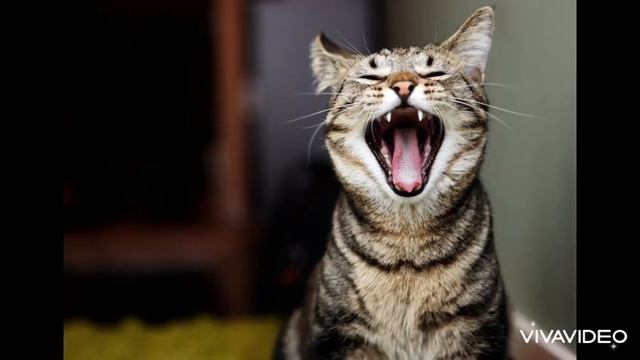 Кошка ищет котят. Звук для кота. Звук для твоего питомца. | Voice cat, sound cat, kitten смотреть онлайн