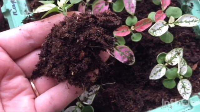 Декоративнолиственные колеус и гипоэстес. Пикировка. Рассада 2020. смотреть онлайн