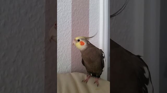 Попугай Корелла Масяня стих рассказывает смотреть онлайн