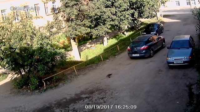 Водитель переезжает кошку смотреть онлайн