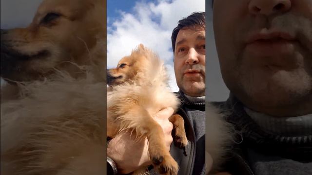 Он убежал из дома. Померанский шпиц Рэй 🐾 Полное видео на моём основном канале @OlegNovikov1 смотреть онлайн
