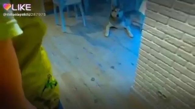 Хаски шерсть смотреть онлайн