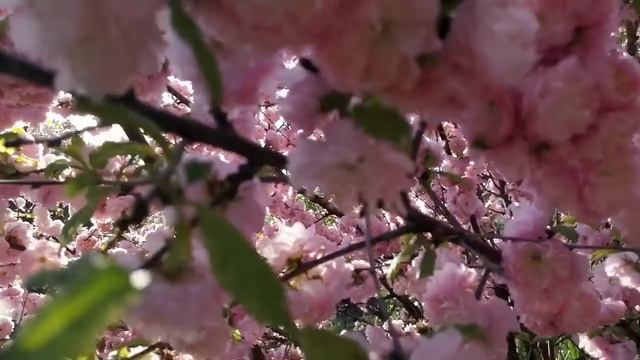 Миндаль трехлопастной или Луизеания трехлопастная смотреть онлайн