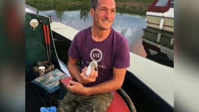 Мужчина спас и вырастил птенца лебедя, взрослая птица не захотела улетать от него. смотреть онлайн