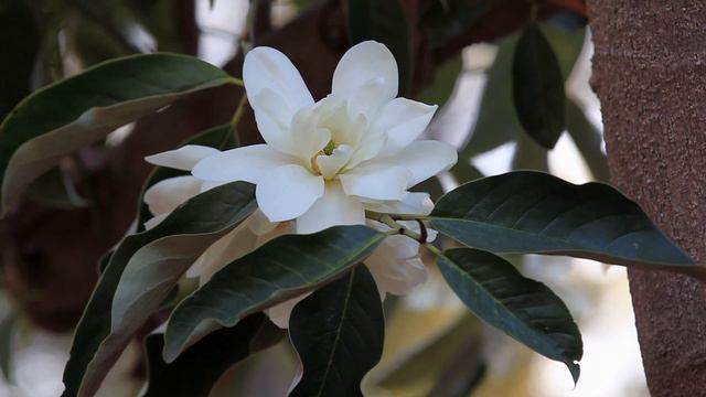 Magnolia смотреть онлайн