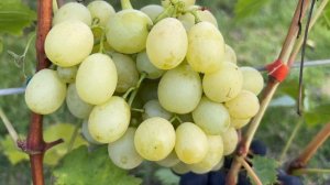 Виноград Спонсор, Белоснежка и Тимати в Беларуси (08.10.22)