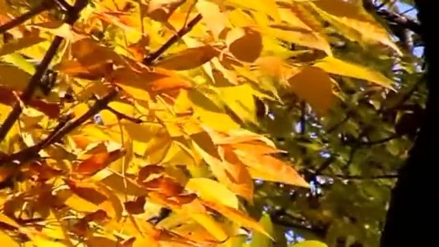 Вальс осенних листьев. смотреть онлайн