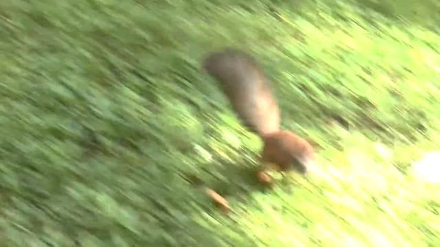 Белочка, белочка орешки то будешь! смотреть онлайн