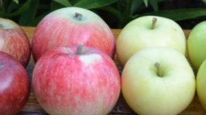 Сорт яблони Летнее полосатое