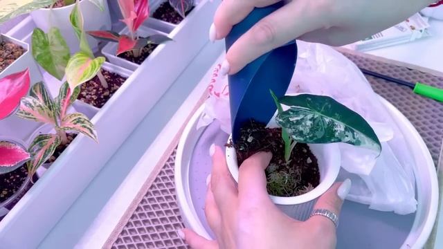 Пересадка алоказий Реверса и Фрайдек #алоказии
