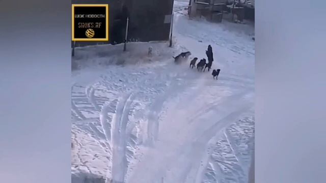 ФЗ-498«Об ответственном обращении с животными»от 27.12.18 узаконил наличие бродячих собак на улице. смотреть онлайн