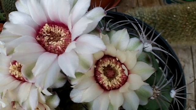 Gymnocalycium Pflanzii Cactus with an abundance of buds and blooms смотреть онлайн